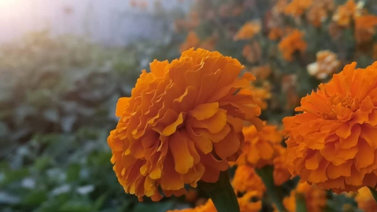 Reframing the Clean Beauty Conversation - Orange  Flowers
